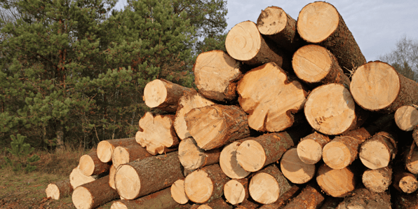 Lumber Prices Fall: Are We Out of the Woods?